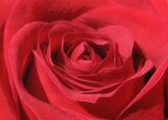 The Rose